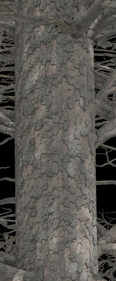 Colorado Spruce Bark