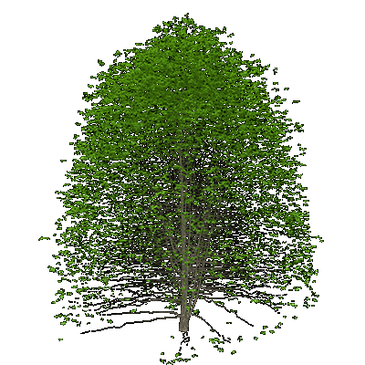 Common Hackberry