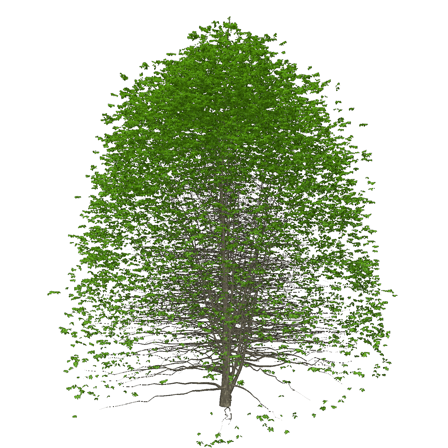 Common Hackberry