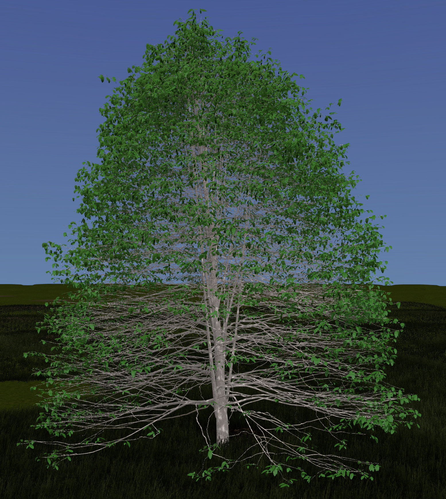 Common Laburnum
