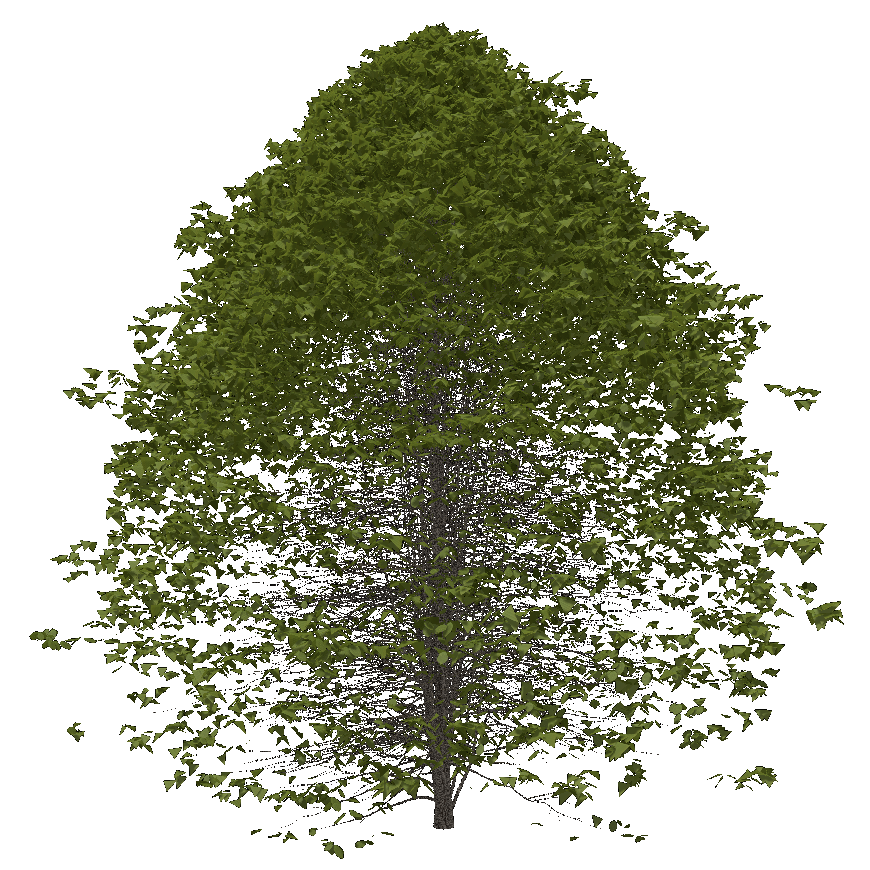 Cucumber Magnolia