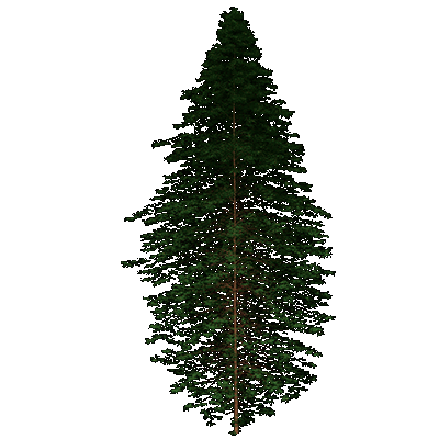 Dawn Redwood