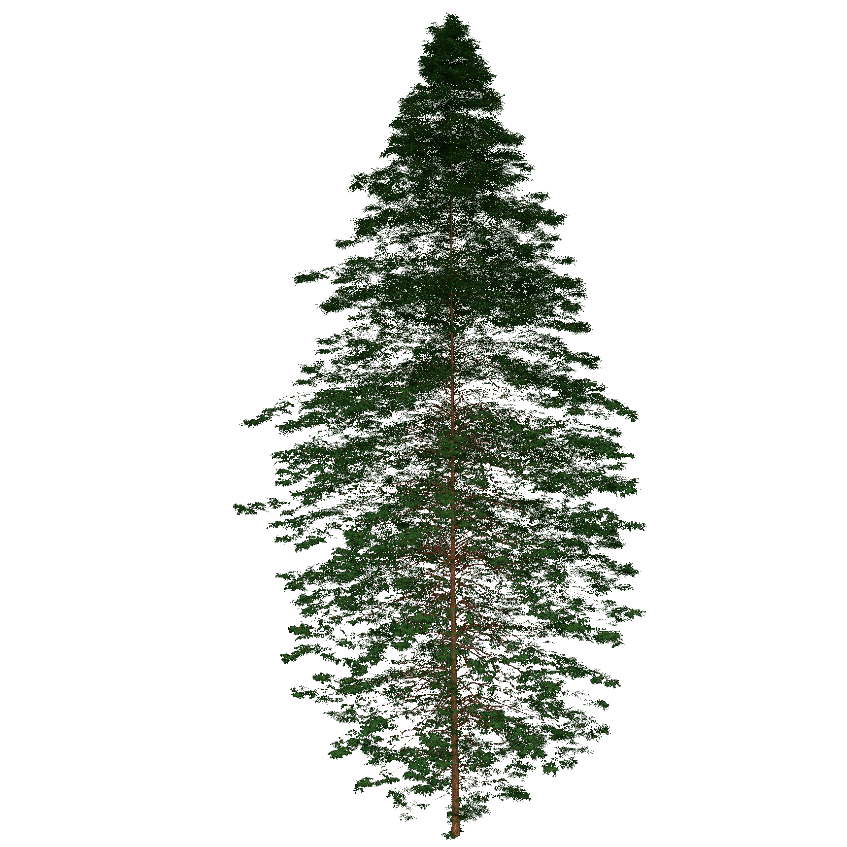 Dawn Redwood