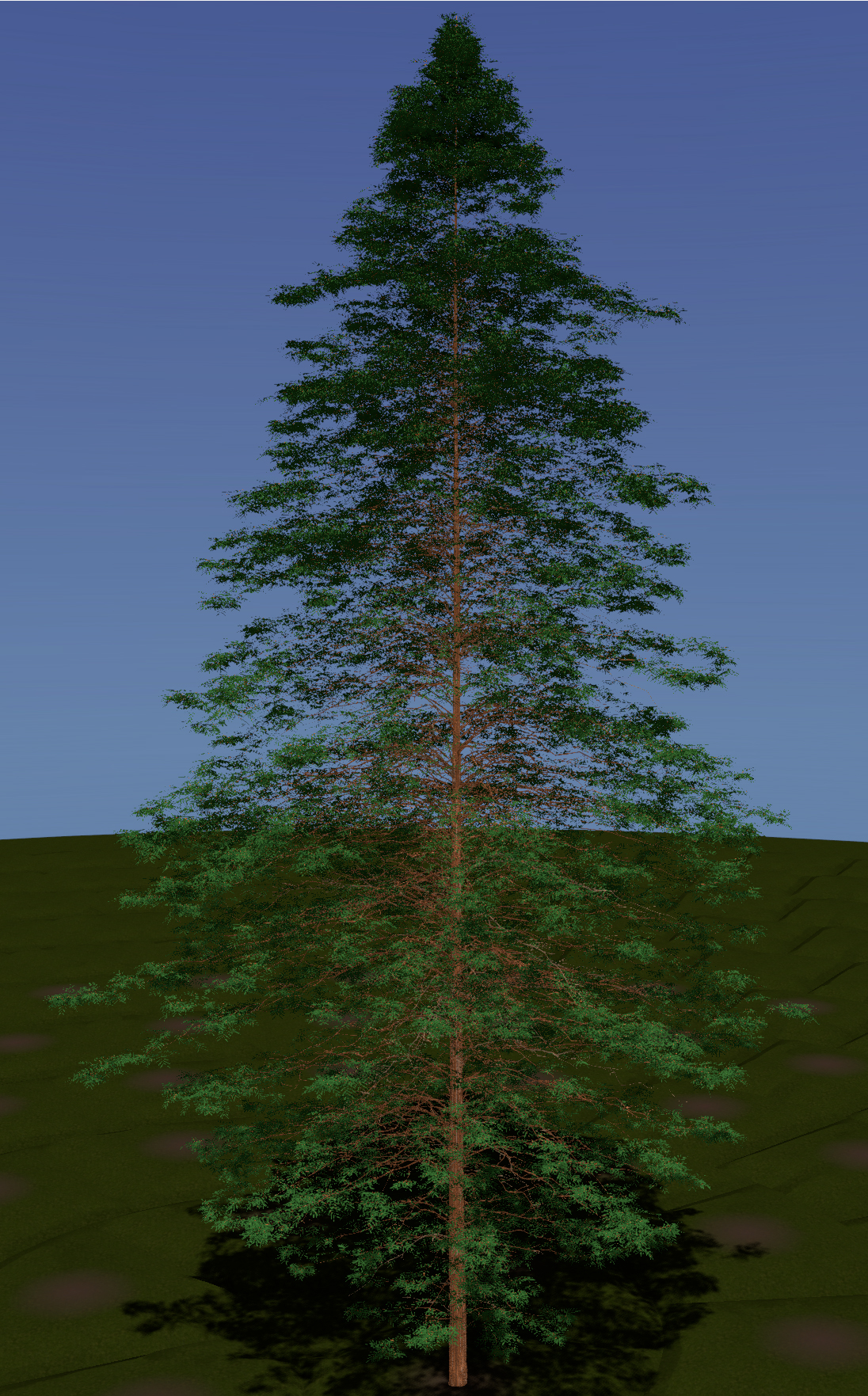 Dawn Redwood