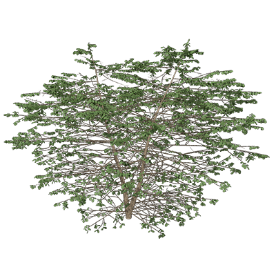 Dotted Hawthorn
