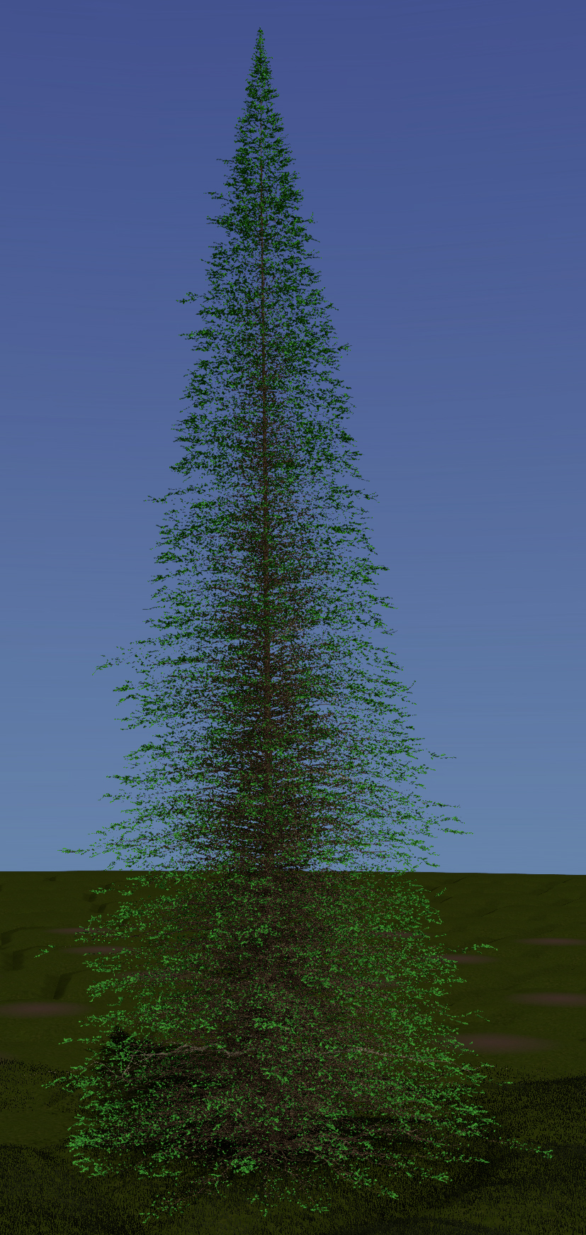 Douglas-fir