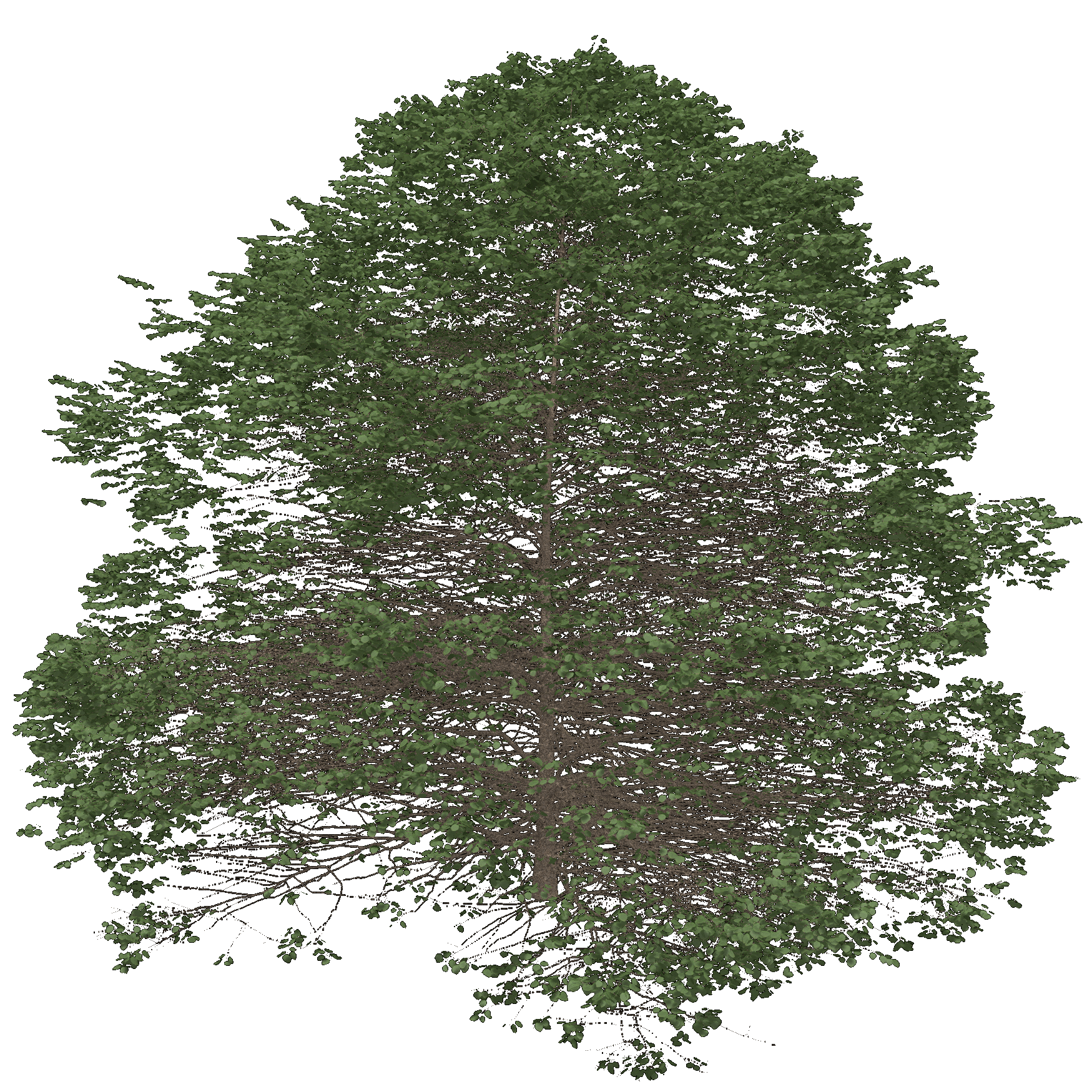 Downy Hawthorn