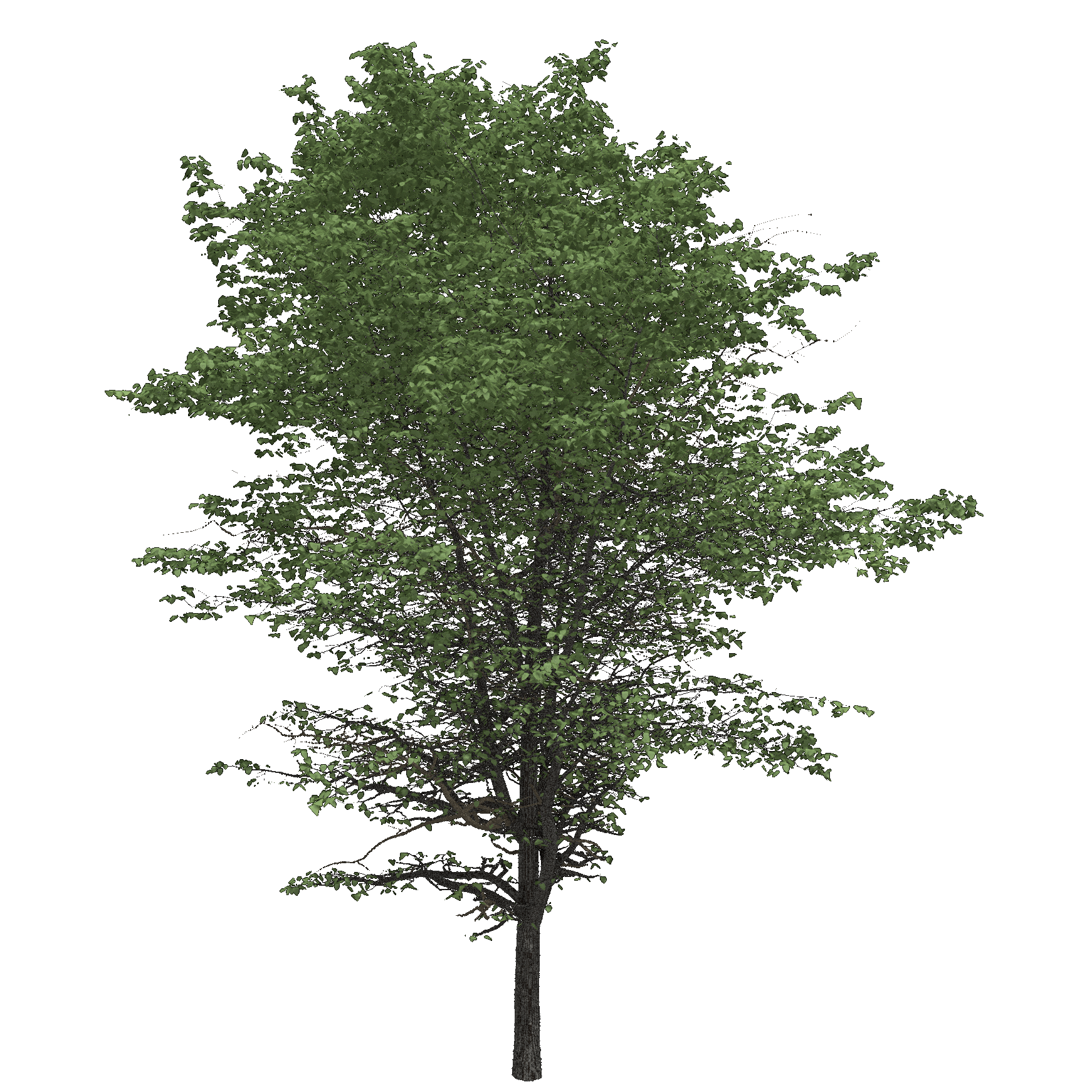 Eastern Cottonwood