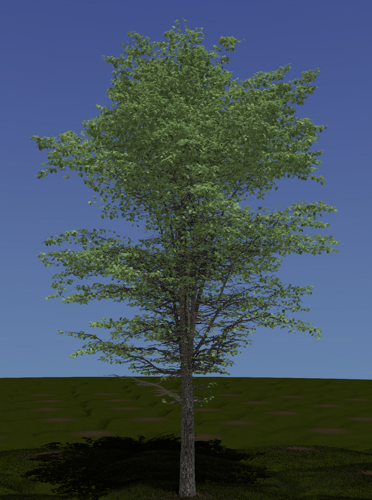 Eastern Cottonwood