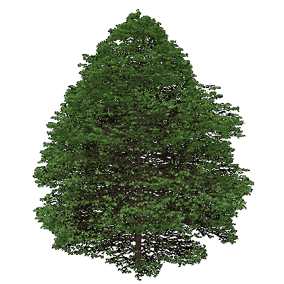 Eastern Hophornbeam