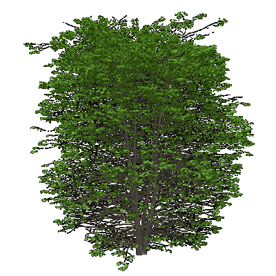 Eastern Redbud