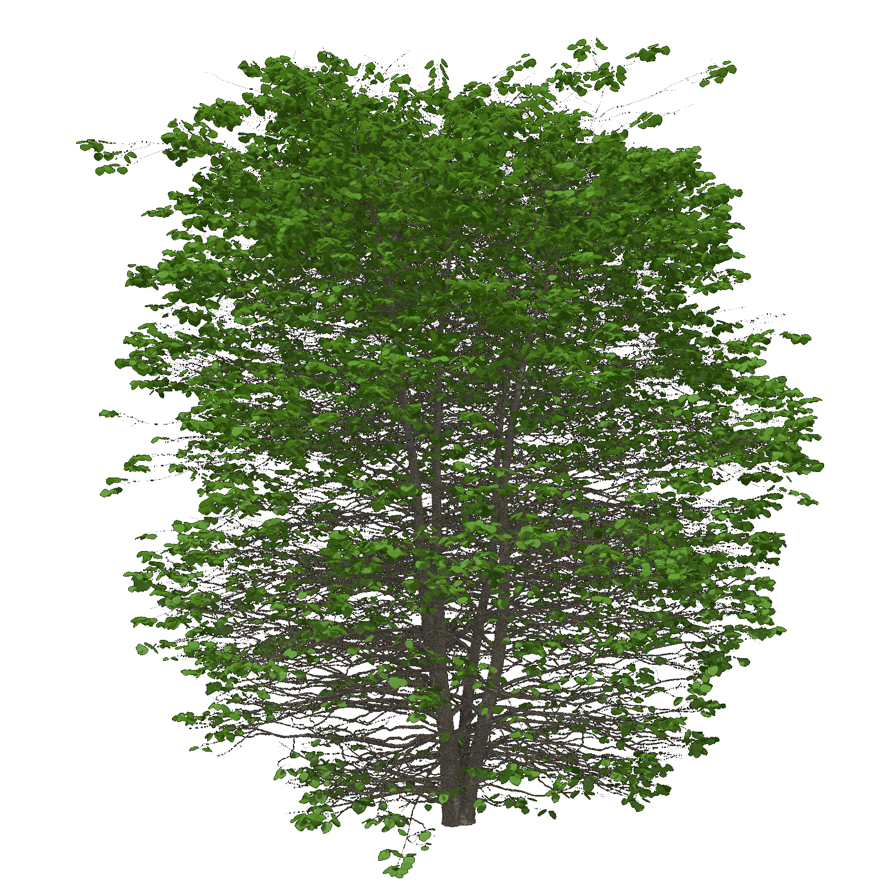 Eastern Redbud