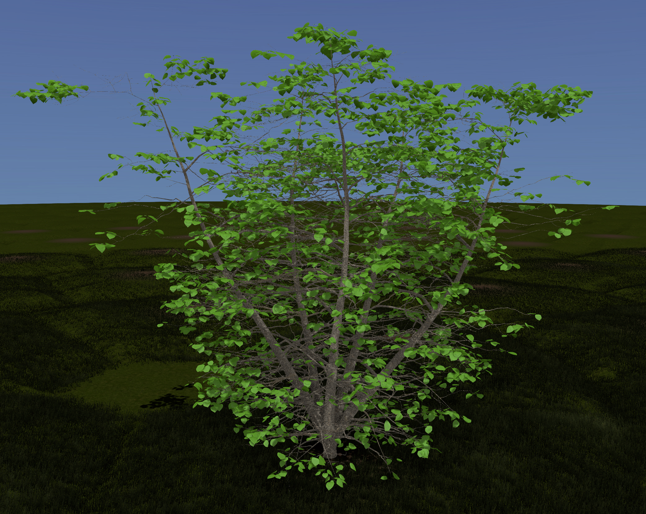 Eastern Redbud