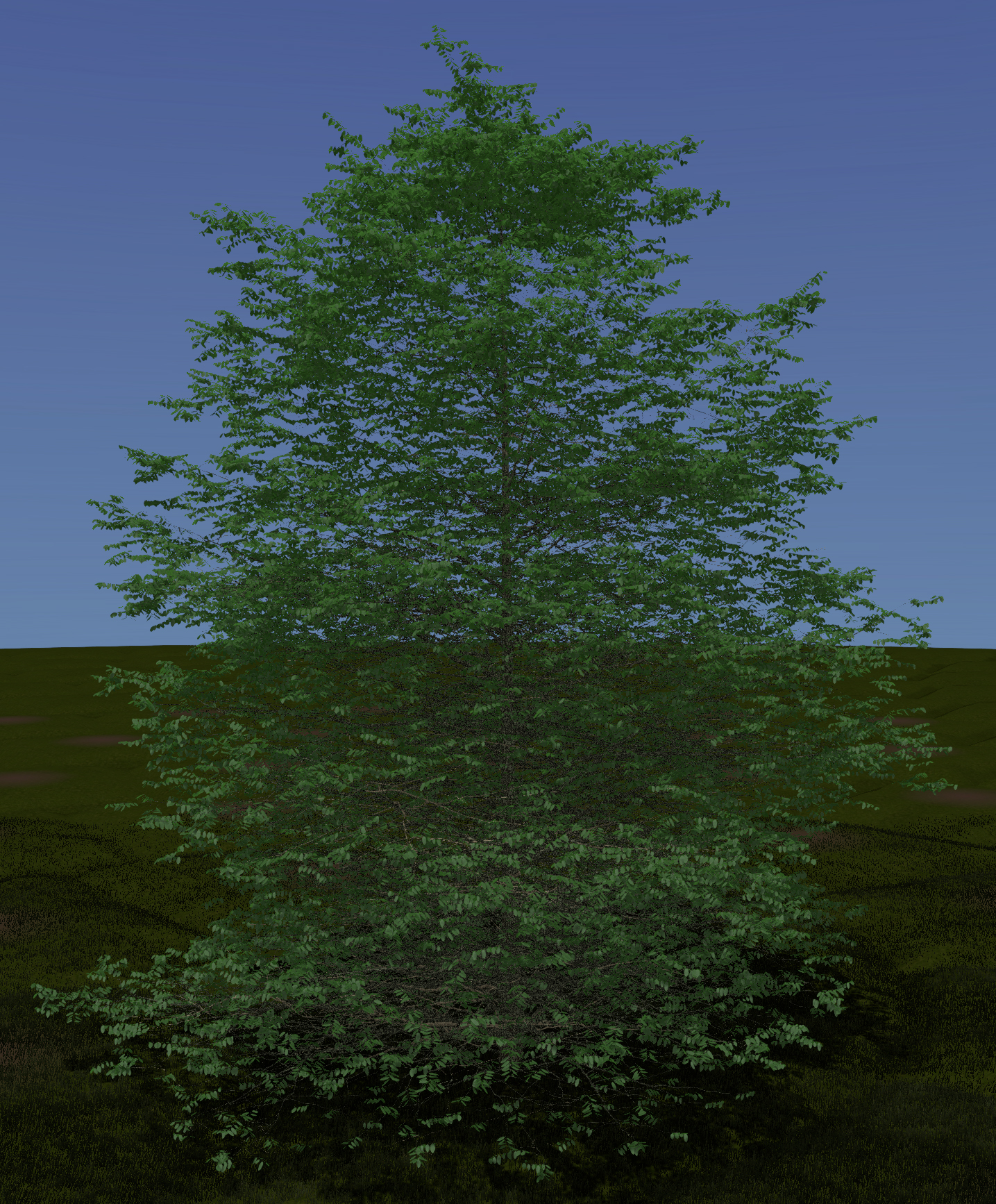 European Hornbeam