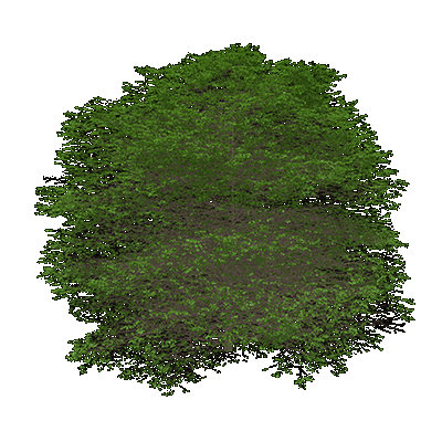 Glossy Hawthorn