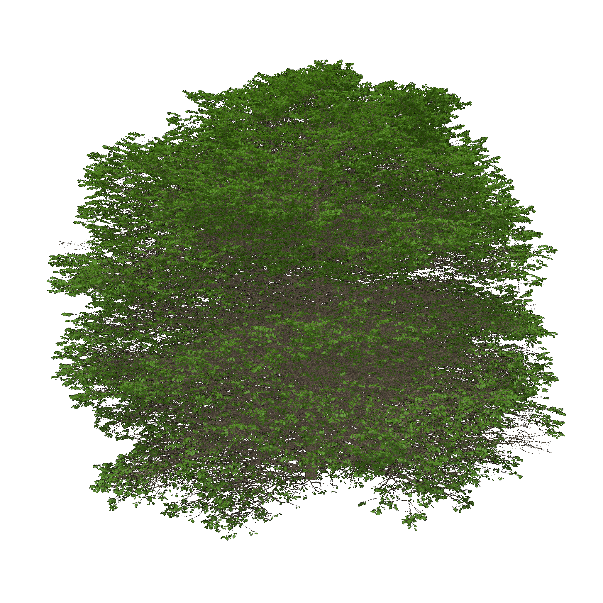 Glossy Hawthorn