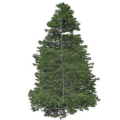 Gray Birch