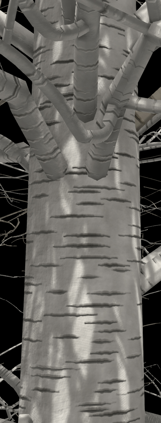 Gray Birch Bark