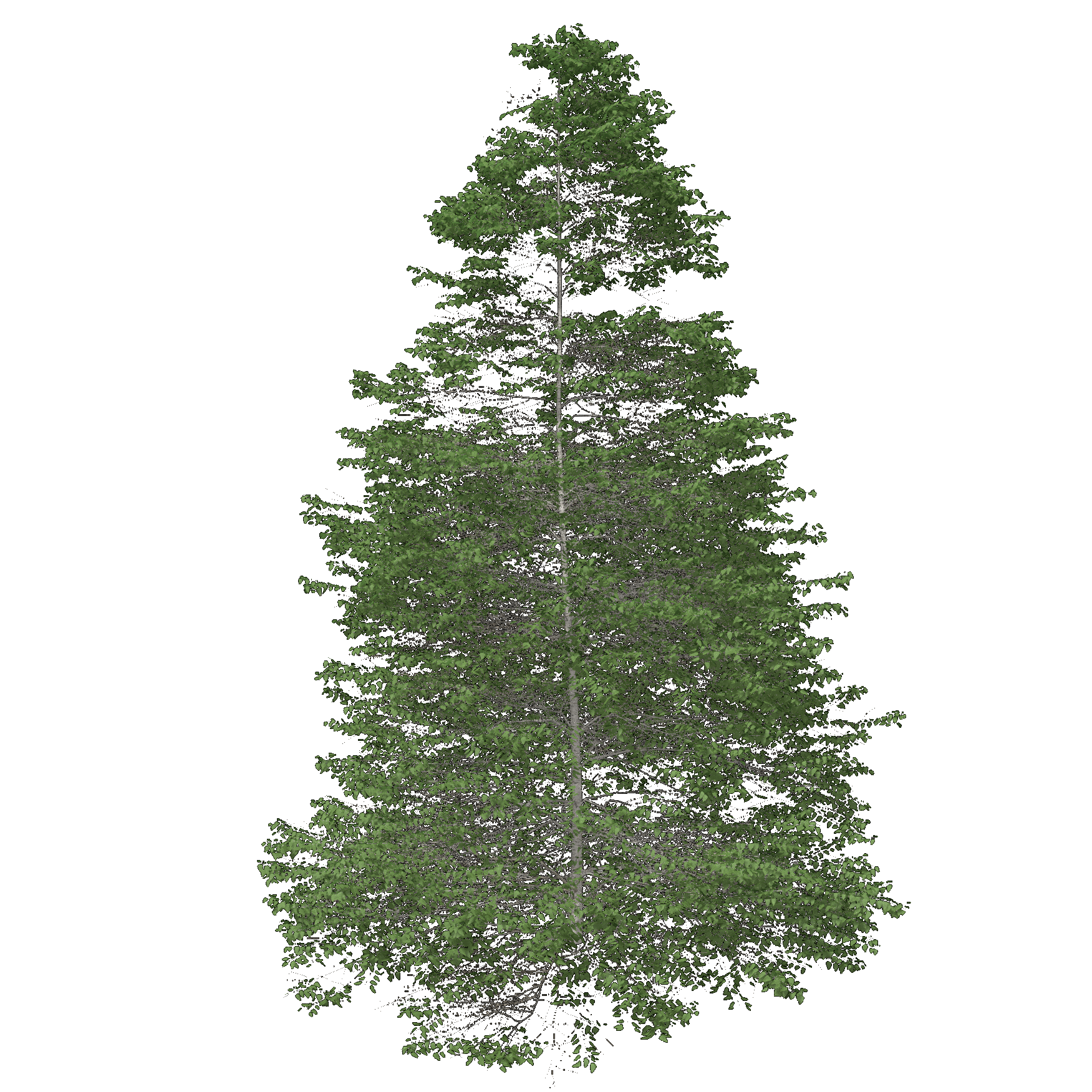 Gray Birch