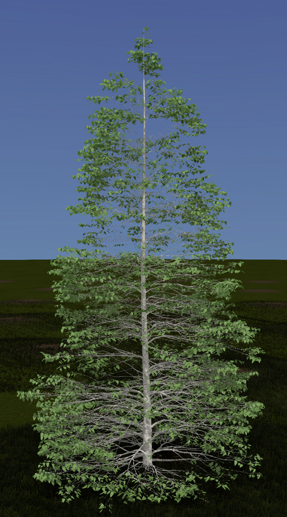 Gray Birch