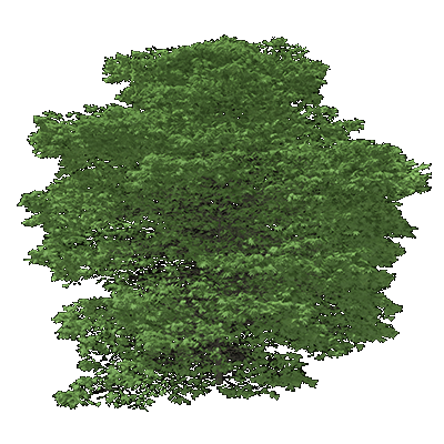 London Planetree