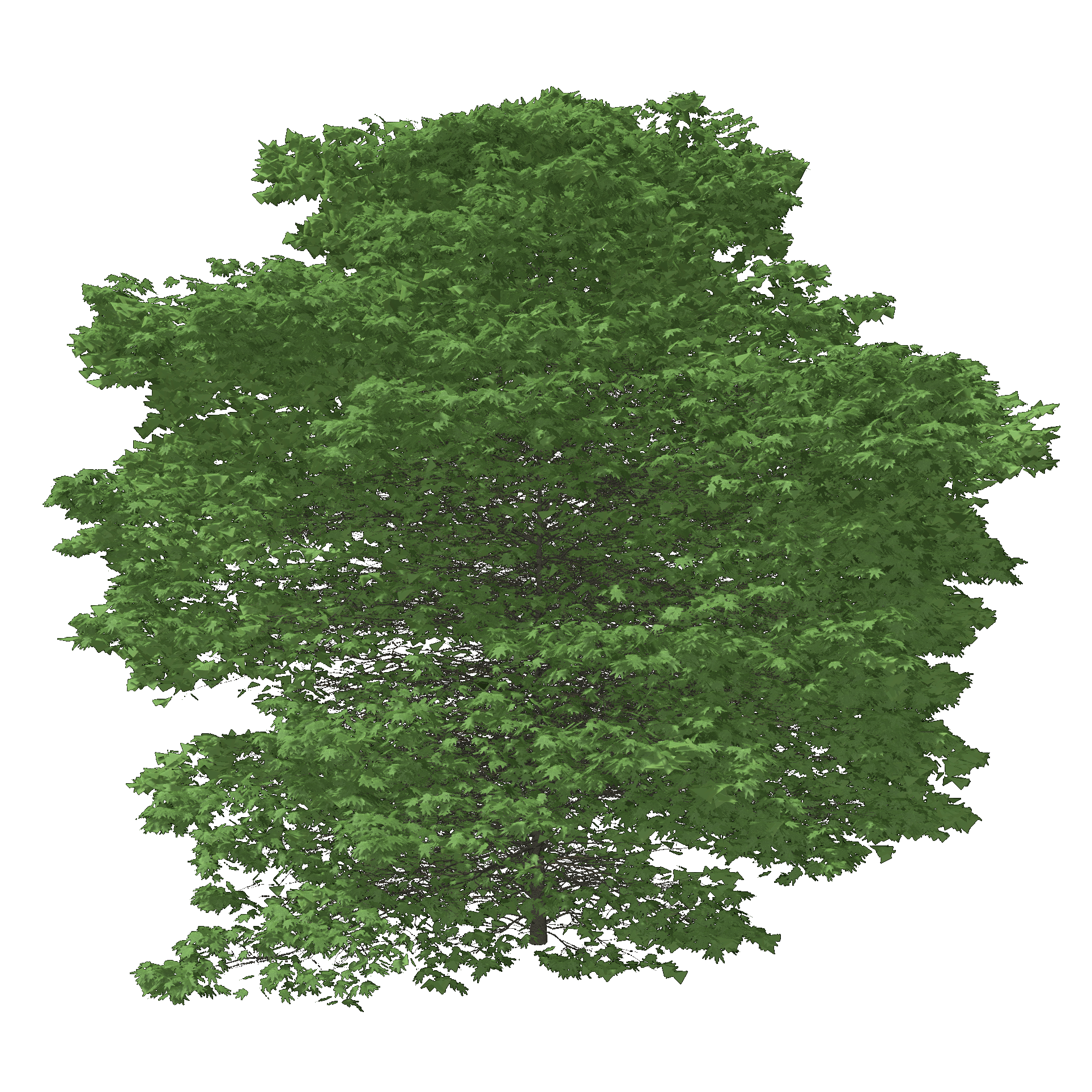 London Planetree