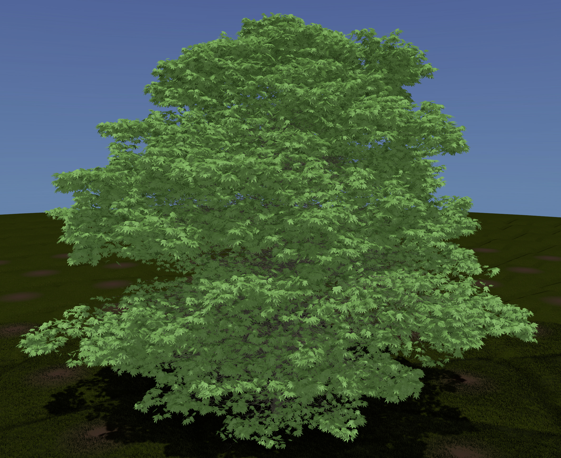 London Planetree