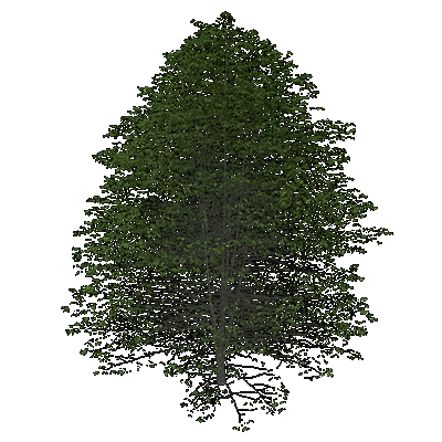 Northern Pin Oak