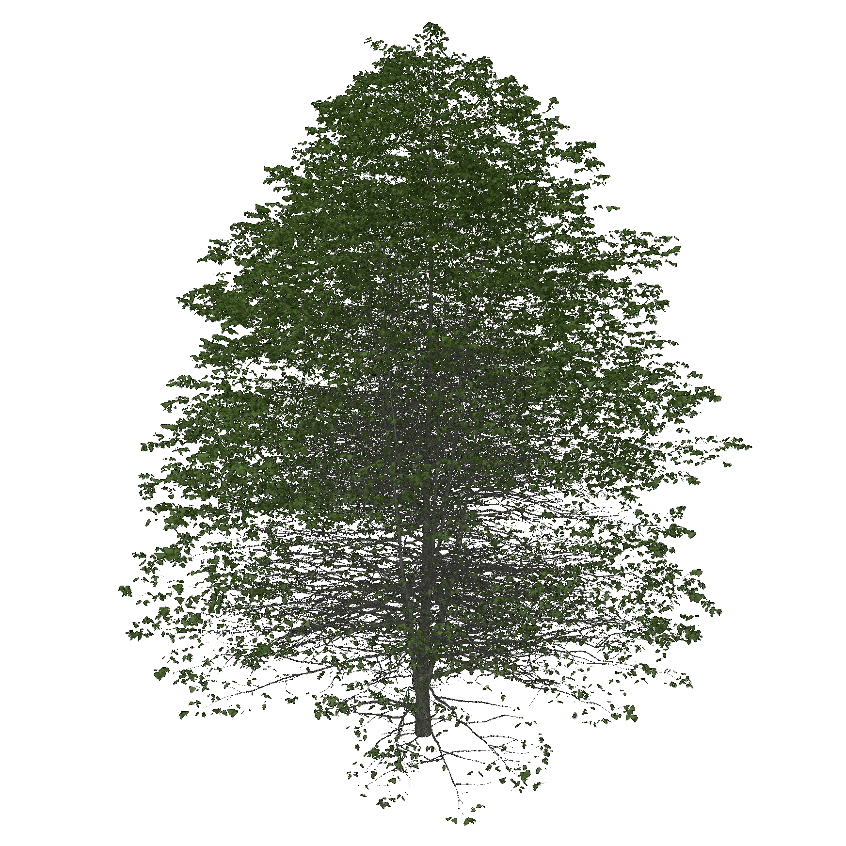 Northern Pin Oak