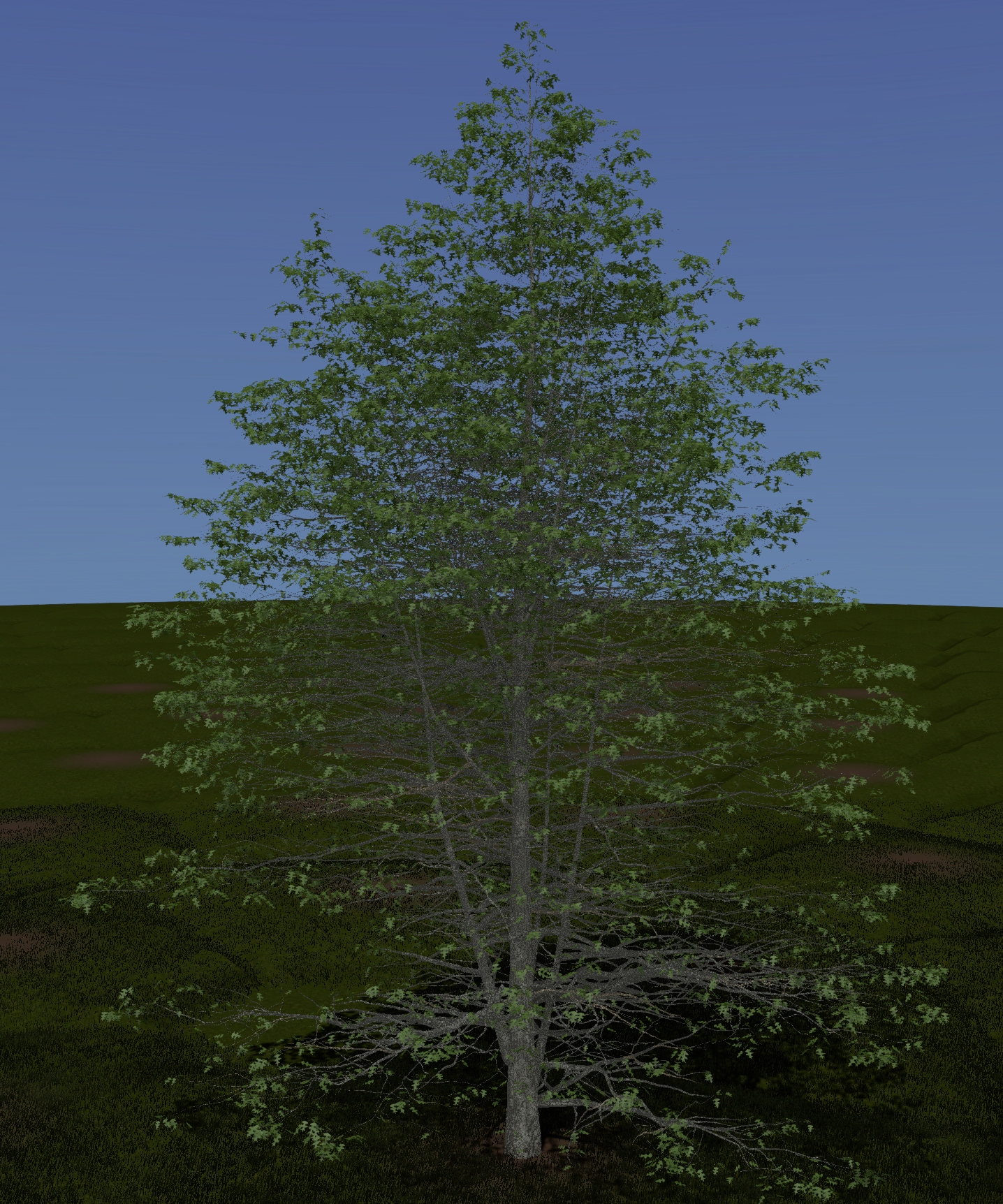 Northern Pin Oak