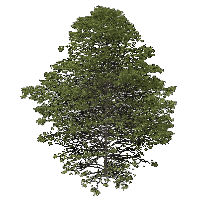 Northern Red Oak