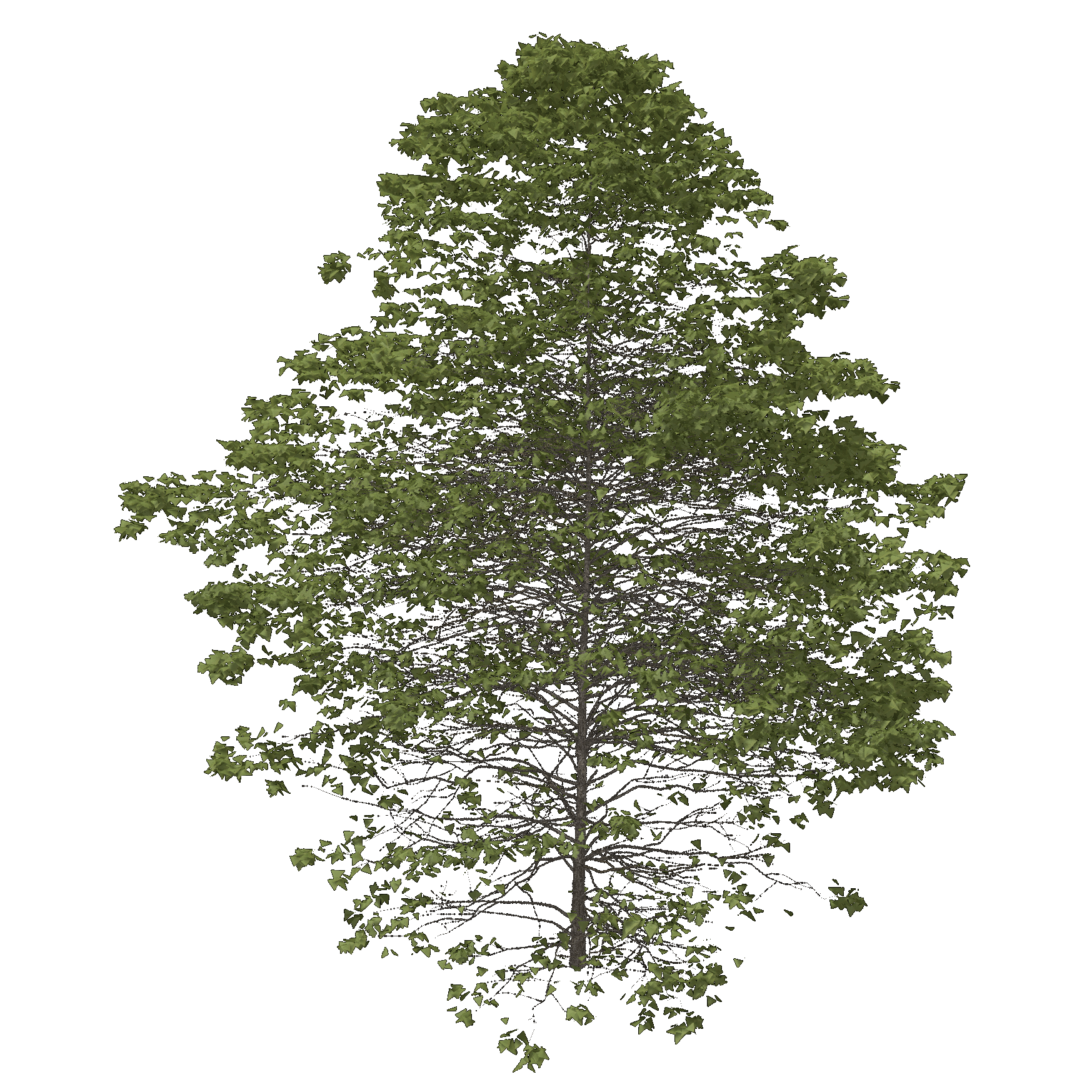 Northern Red Oak