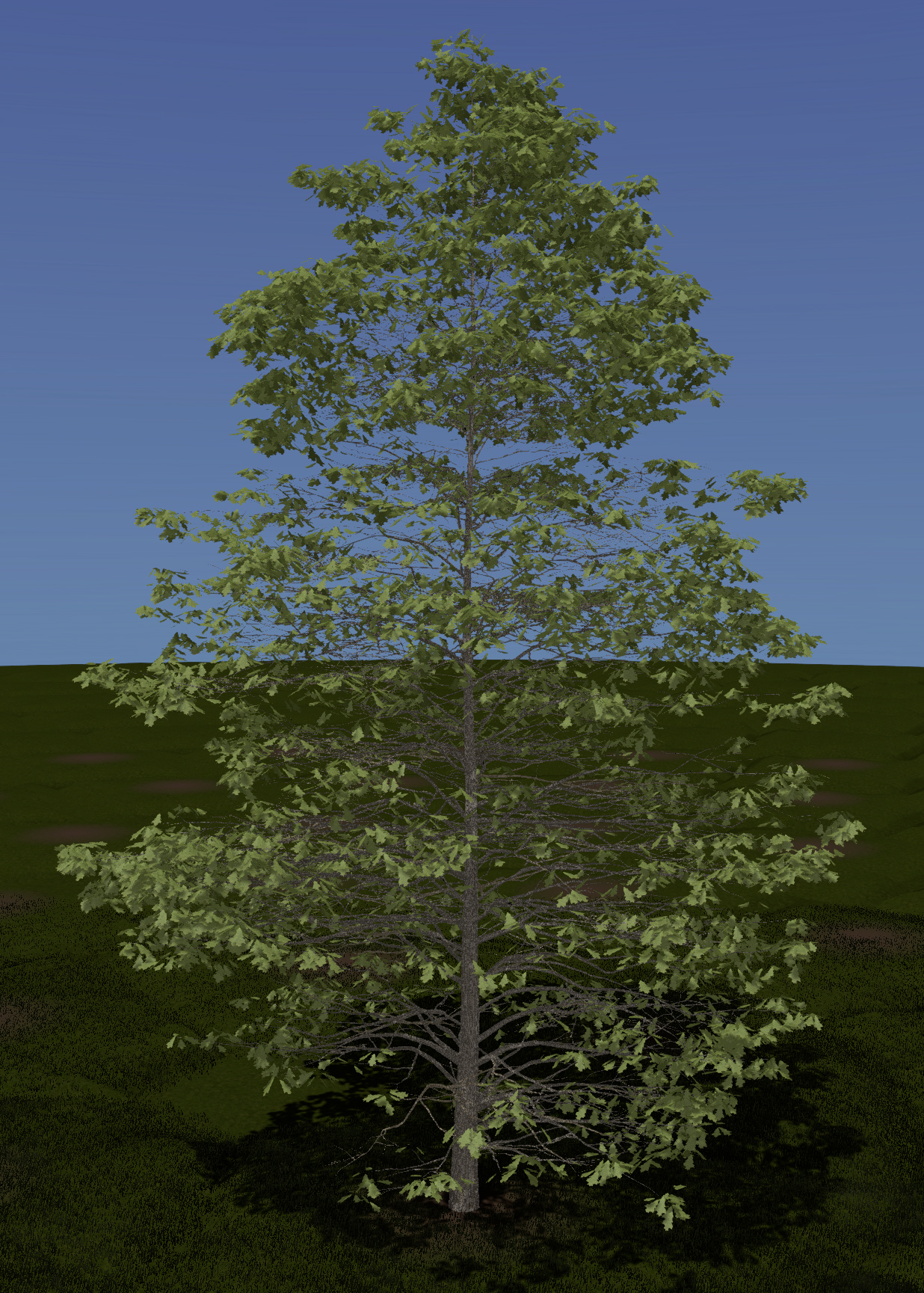 Northern Red Oak