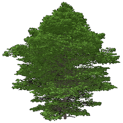 Oriental Planetree