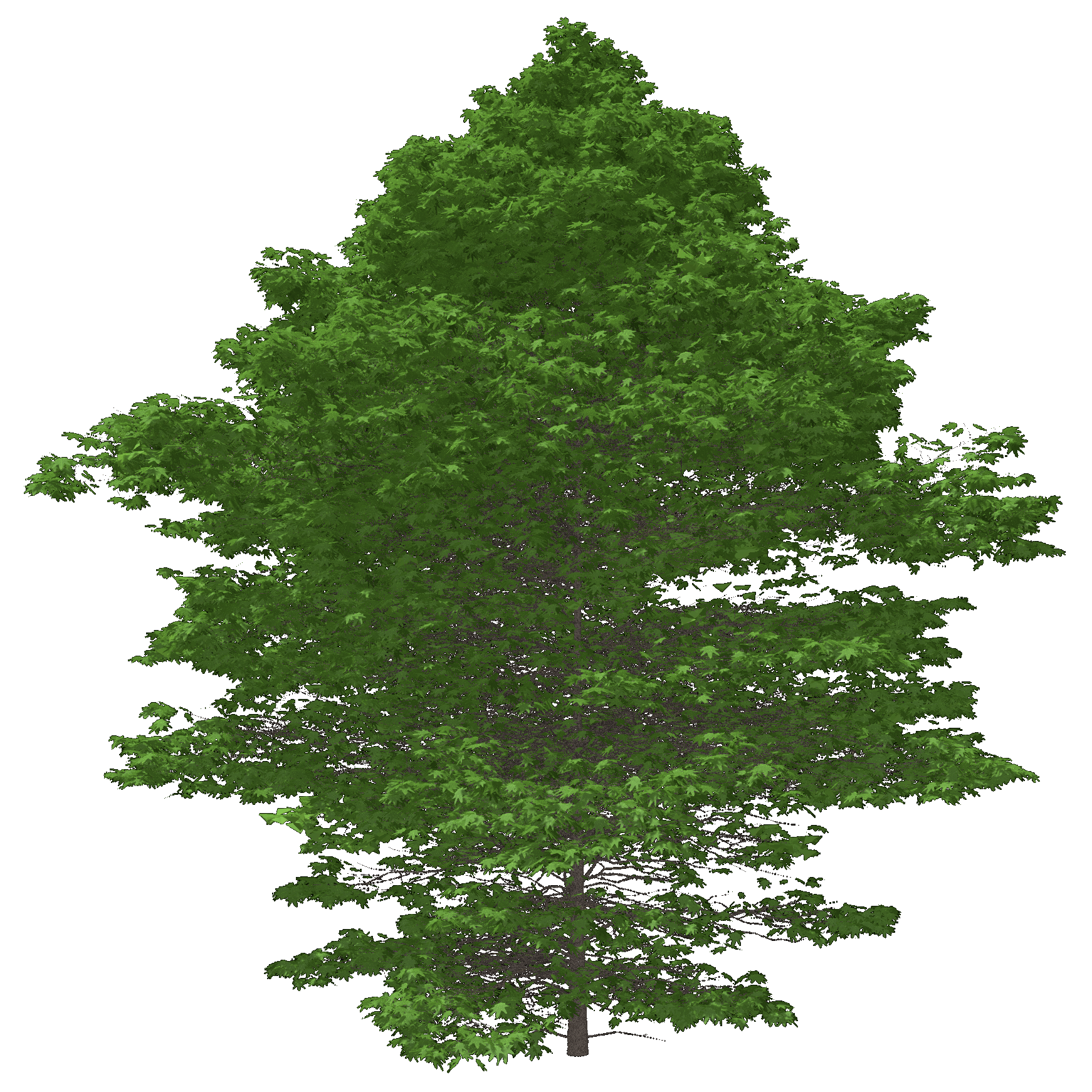 Oriental Planetree