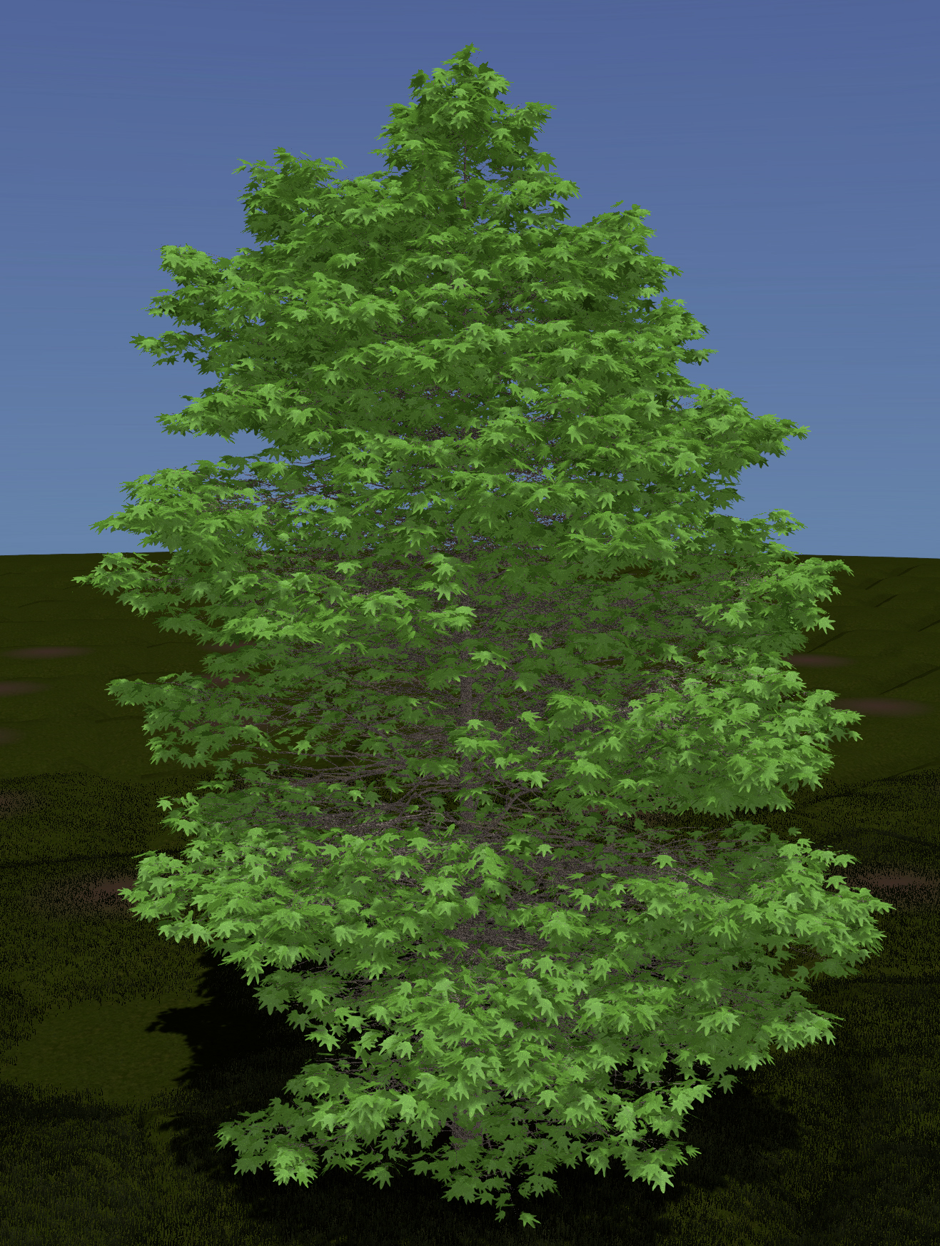 Oriental Planetree