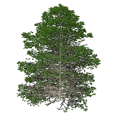 Paper Birch