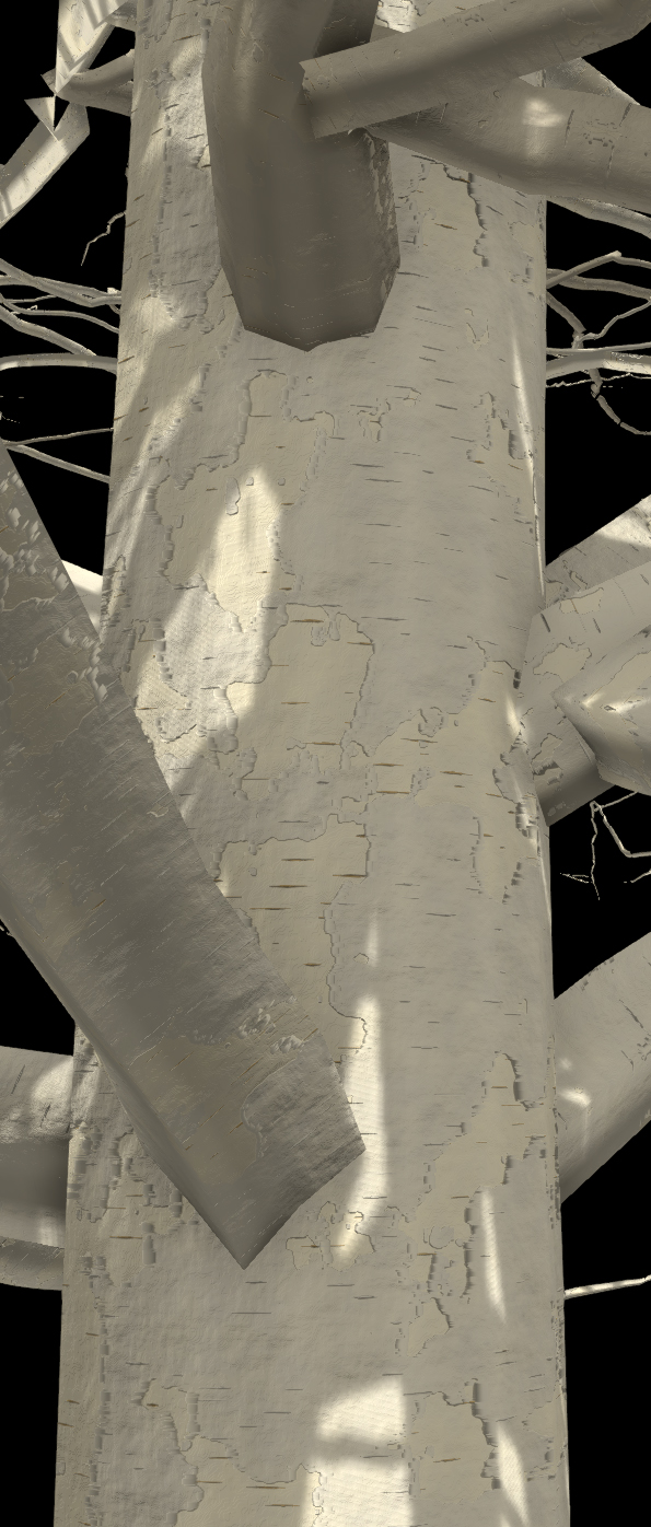 Paper Birch Bark