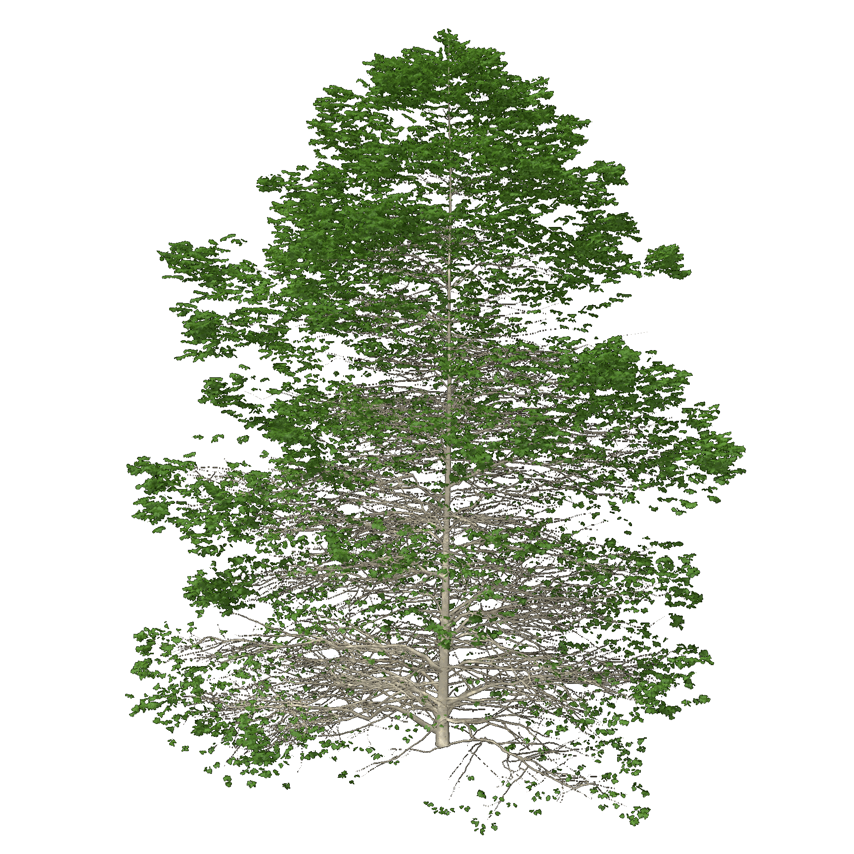Paper Birch