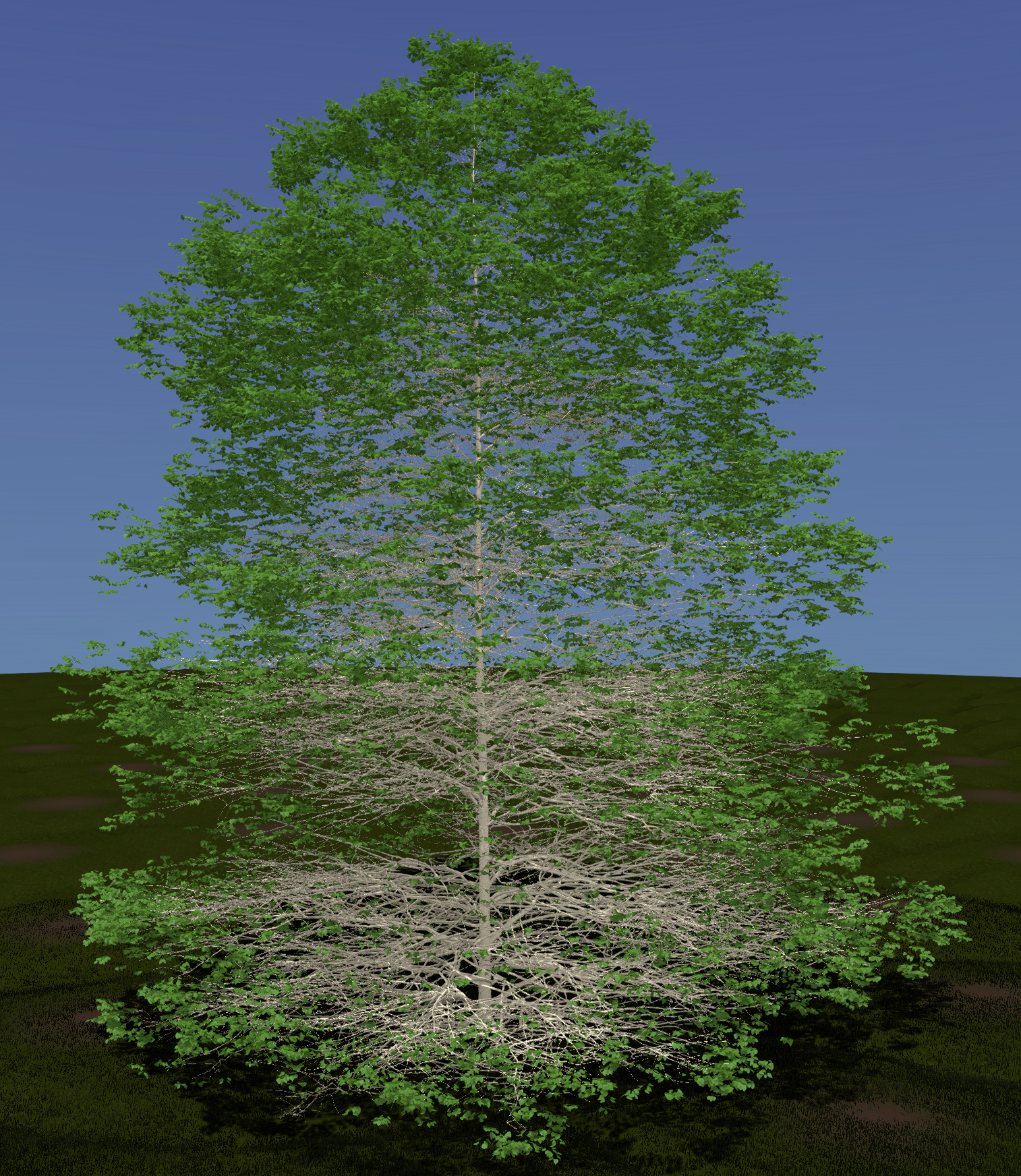 Paper Birch