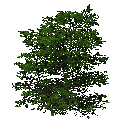 Peachleaf Willow