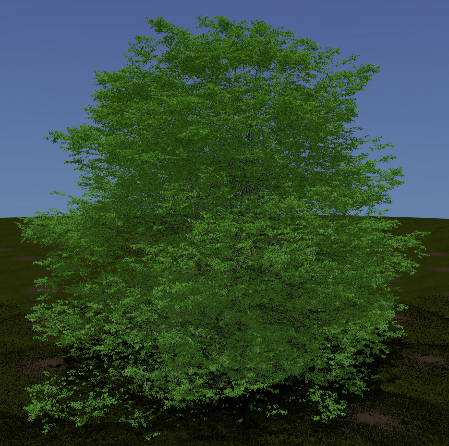 Peachleaf Willow