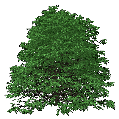 Pecan