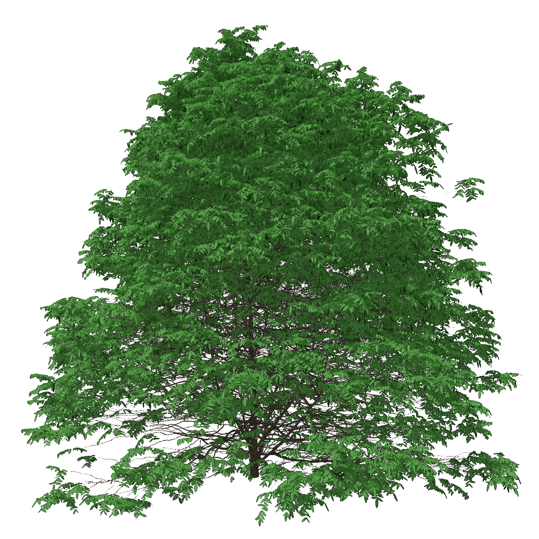 Pecan