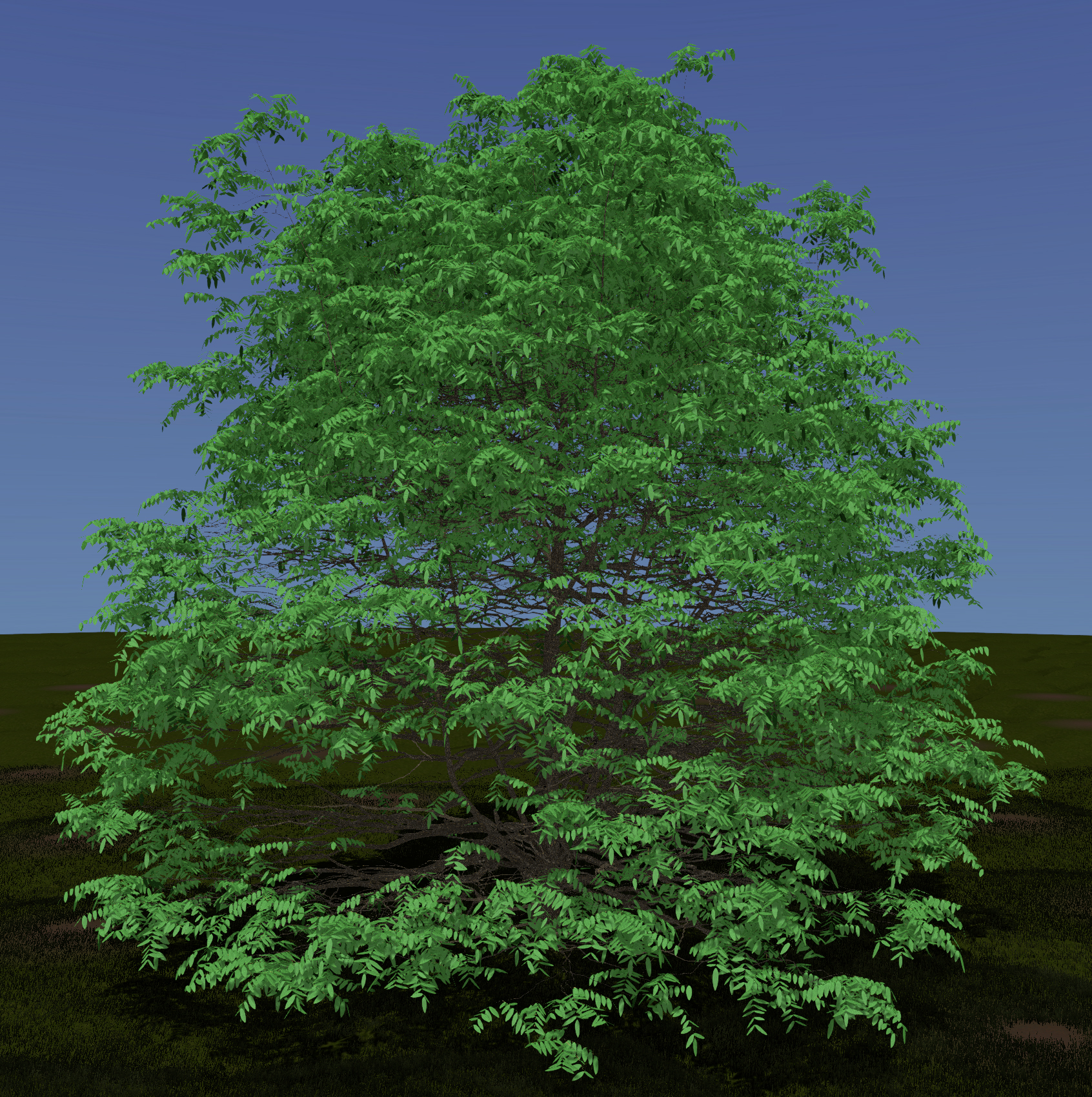 Pecan