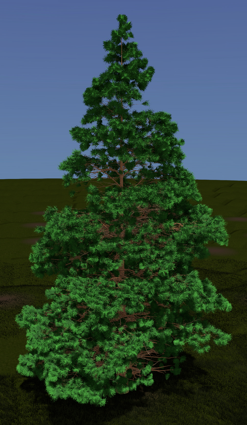 Ponderosa Pine
