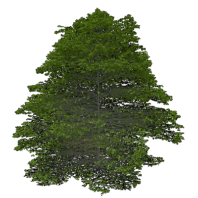 Post Oak