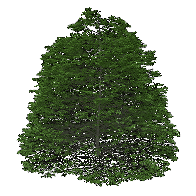 Prairie Crabapple