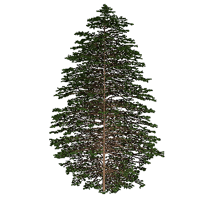 Prickly Juniper