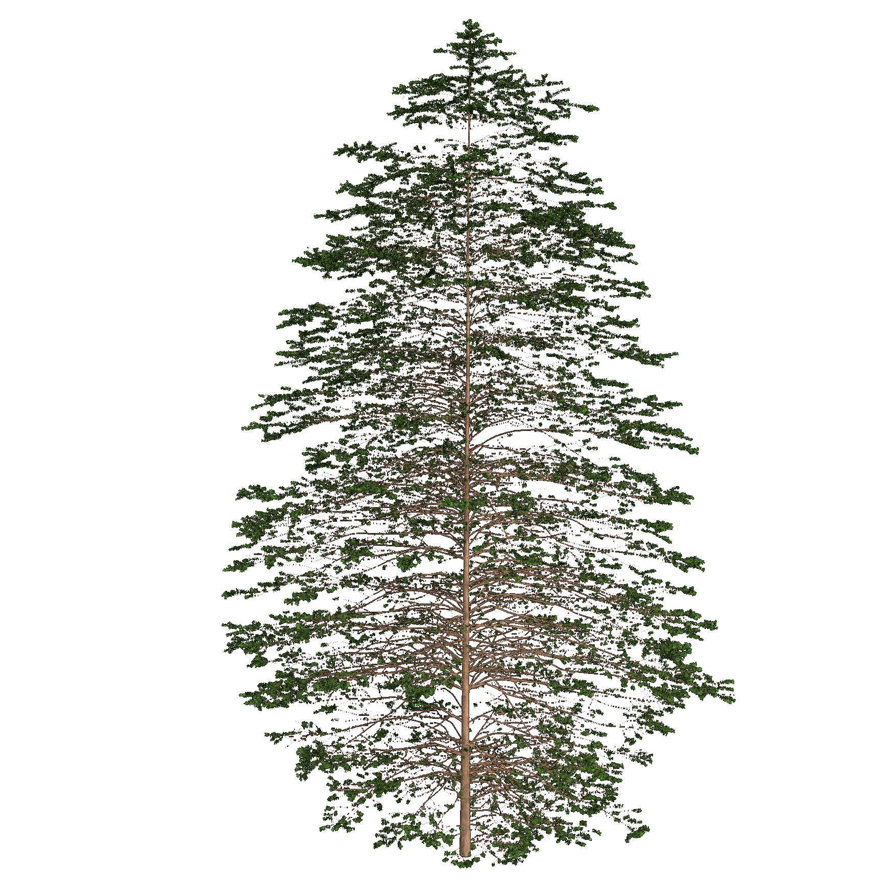 Prickly Juniper